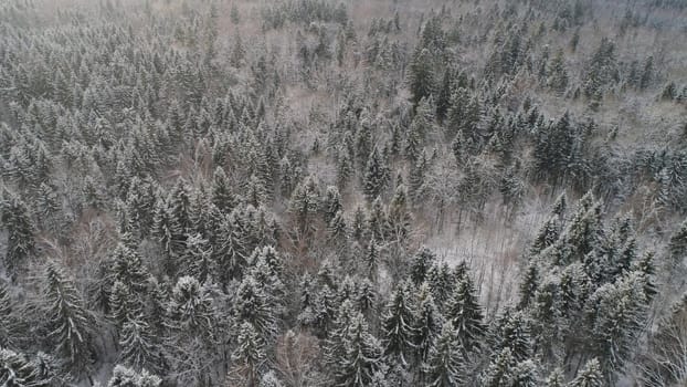 Aerial view: winter forest. Snowy tree branch in a view of the winter forest. Winter landscape, forest, trees covered with frost, snow.