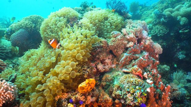 Clown Anemonefish in actinia on coral reef. Amphiprion percula. Mindoro. Underwater coral garden with anemone and clownfish. Philippines