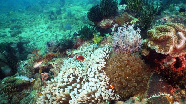 Clown Anemonefish in actinia on coral reef. Amphiprion percula. Mindoro. Underwater coral garden with anemone and clownfish. Philippines