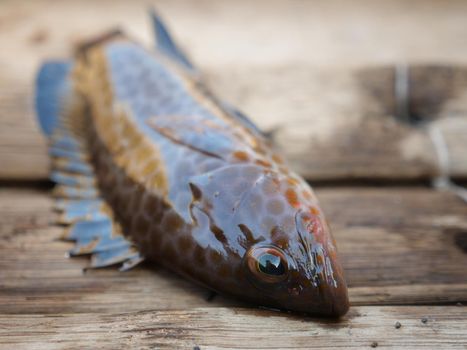 Freshly caught sea fish in a wooden boat.