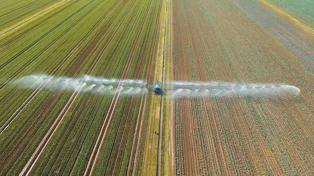Aerial view: Irrigation equipment watering cabbage field. Irrigation system watering farm field.