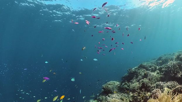 Tropical coral reef and fishes underwater. Hard and soft corals. Philippines.