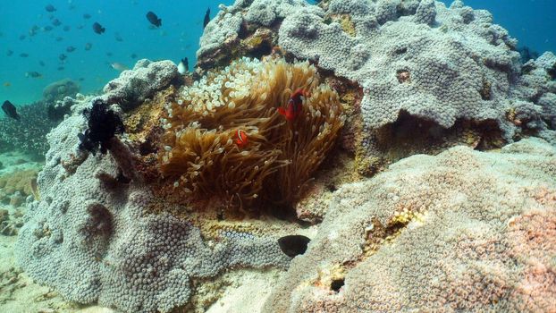 Clown Anemonefish in actinia on coral reef. Amphiprion percula. Mindoro. Underwater coral garden with anemone and clownfish. Philippines