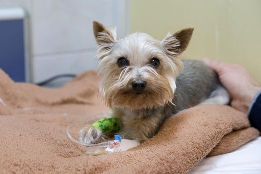 Dog with an intravenous infusion drip in a vet at the clinic. Dog with iv catheter, cannula in vein taking infusion.