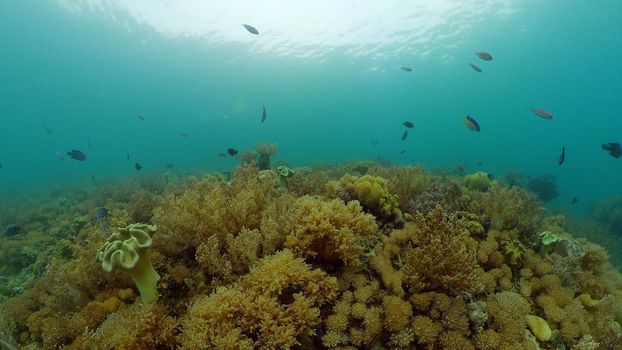Coral reef underwater with fishes and marine life. Coral reef and tropical fish. Philippines.