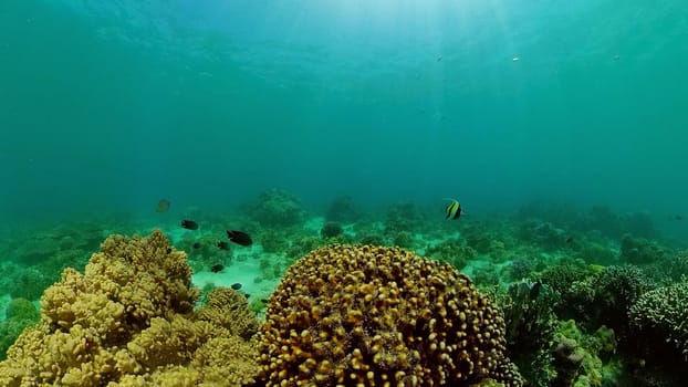 Beautiful underwater world with coral reef and tropical fishes. Philippines. Travel vacation concept
