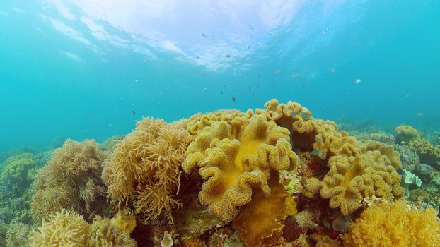 Tropical fishes and coral reef at diving. Beautiful underwater world with corals and fish. Philippines.