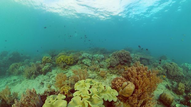 Underwater fish reef marine. Tropical colourful underwater seascape. Philippines.