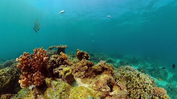 Underwater fish reef marine. Tropical colorful underwater seascape with coral reef. Panglao, Bohol, Philippines.