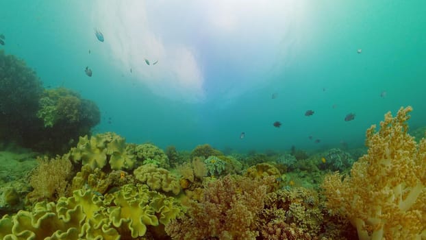 Tropical underwater sea fish. Colourful tropical coral reef. Scene reef. Philippines.