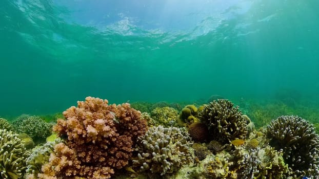 Underwater fish garden reef. Reef coral scene. Coral garden seascape. Philippines.