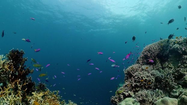 Coral reef underwater with tropical fish. Hard and soft corals, underwater landscape. Travel vacation concept. Philippines.