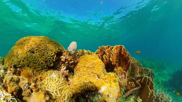 Coral Reef Fish Scene. Tropical underwater sea fish. Colourful tropical coral reef. Philippines.