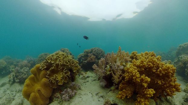 Tropical coral reef. Underwater fishes and corals. Philippines.