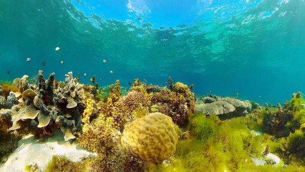 Tropical sea and coral reef. Underwater Fish and Coral Garden. Underwater sea fish. Tropical reef marine. Colourful underwater seascape. Philippines.