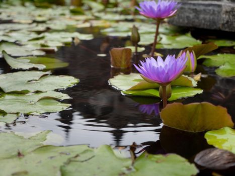 Violet lotus blossoms or water lily flowers blooming on pond. Violet water lily