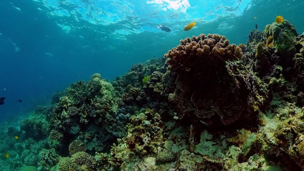 Scene reef. Marine life sea world. Underwater fish reef marine. Philippines.