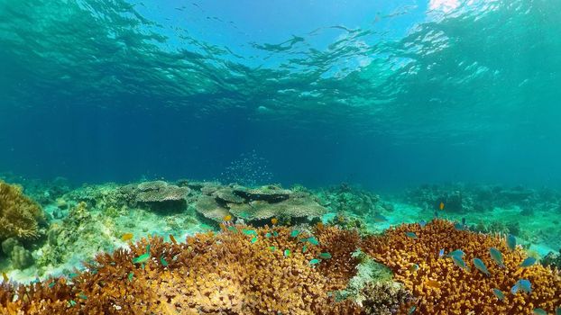 Colorful tropical coral reef. Hard and soft corals, underwater landscape. Travel vacation concept. Philippines.