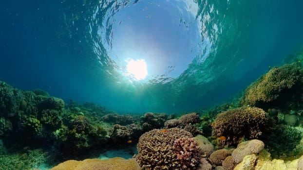 Colourful tropical coral reef. Scene reef. Marine life sea world. Philippines.