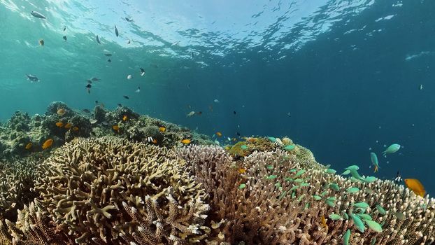 Tropical colourful underwater seascape. Tropical fishes and coral reef underwater. Underwater landscape. Philippines.