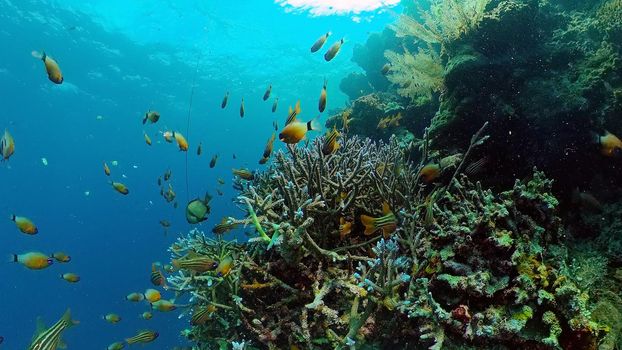 Beautiful underwater landscape with tropical fish and corals. Philippines.