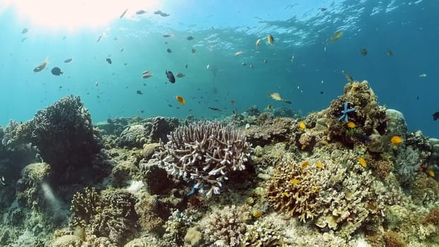 Tropical coral reef and fishes underwater. Tropical fishes and coral reef underwater. . Travel vacation concept. Philippines.