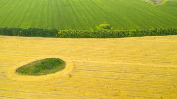 Rolls of haystacks on the field after harvest and Green corn fields. Large wheaten field with cylindrical haystacks in summer day.
