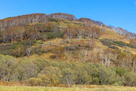 Landscape with a mountain covered with forest against the blue sky, Kamchatka.