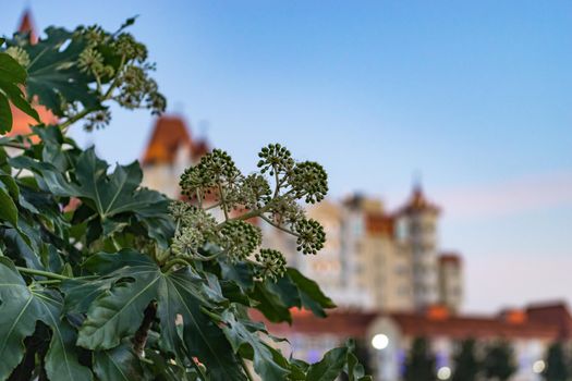 Sochi. Russia. A plant with large buds and leaves on blurred background with a view of beautiful buildings in the old style.