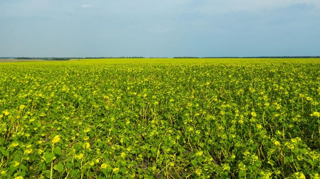 Yellow sunflowers blooming in the farmer's field in late summer. Yellow sunflowers with green leaves is a concept for agricultural companies in the field sunflower oil.