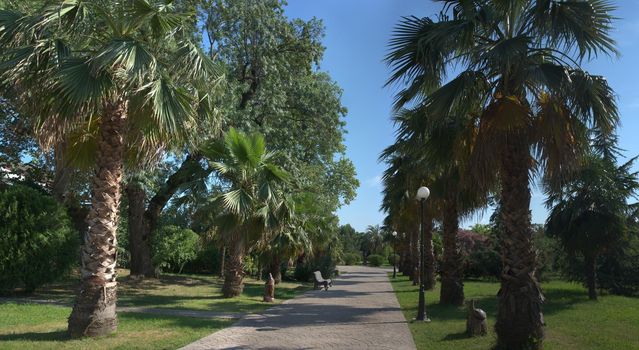 Panorama of the landscape Of the Park of southern cultures. Sochi, Russia