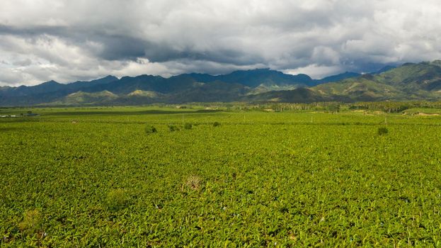 Aerial drone of Banana plantation showing the many large green leaves of banana plants. Philippines, Mindanao.