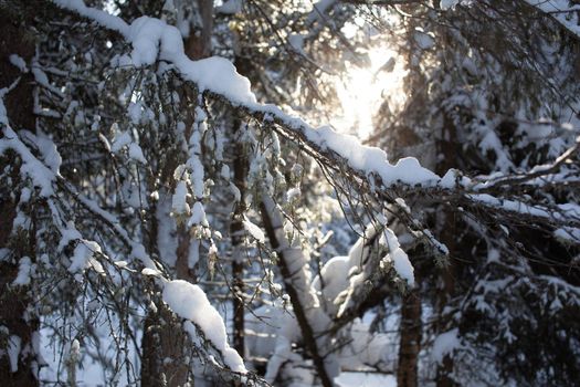 Winter road in a snowy forest, tall trees along the road. There is a lot of snow on the trees. Beautiful bright winter landscape. Winter season concept. 