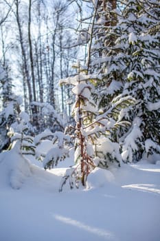 Winter road in a snowy forest, tall trees along the road. There is a lot of snow on the trees. Beautiful bright winter landscape. Winter season concept. 