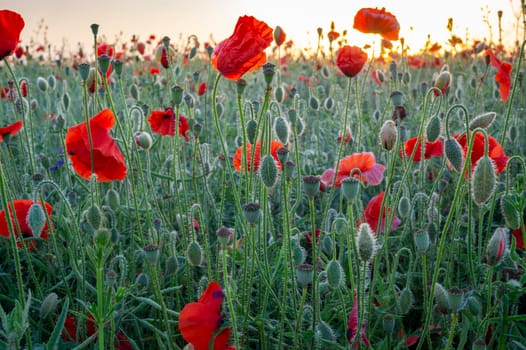 Agricultural field with colorful red Papaver or corn poppies in a low angle ground level view backlit at sunset