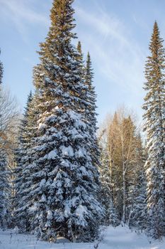 A walk through the winter forest. Snow trees and a cross-country ski trail. Beautiful and unusual roads and forest trails. Beautiful winter landscape.