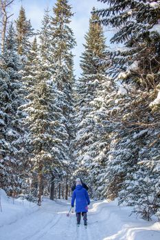 A girl in a blue jacket goes skiing in a snowy forest in winter. The view from the back. Snow background with skis between the trees. Ski trail