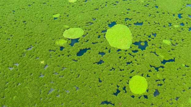 Mangrove trees in the water on a Lake Baloi. An ecosystem in the Philippines, a mangrove forest. Mindanao, Philippines.