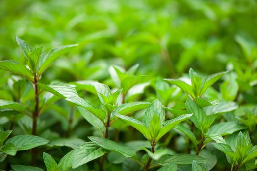 Mint plant grow at vegetable garden