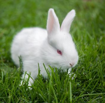 Baby white rabbit in spring green grass background.