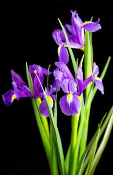 beautiful blooming iris on a black background closeup