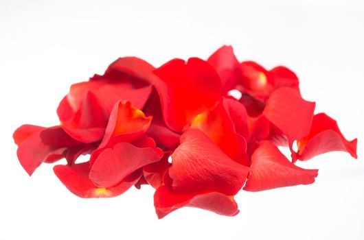 Red rose petals isolated over the white background.