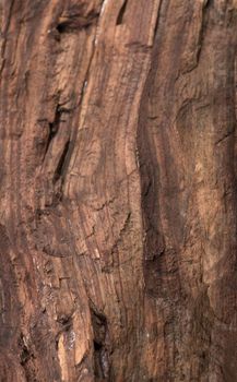 texture of bark wood use as natural background.