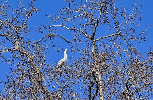 gray heron with seagull on the tip of a tree on a sunny day