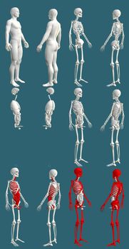 12 high resolution renders in 1, mans body with skeleton and organs - hospital colored examination concept - cg medical 3D illustration isolated on blue