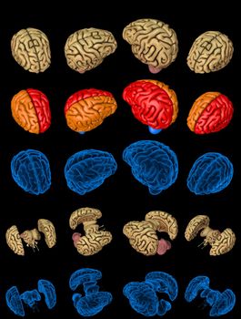 Set of isolated brain renders - whole and split with x-ray examination style image and different colored functional zones, intelligence concept - digital 100 MPx medical 3D illustration