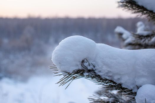 A walk through the winter forest. Snow trees and a cross-country ski trail. Beautiful and unusual roads and forest trails. Beautiful winter landscape.