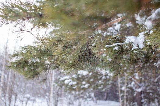 A walk through the winter forest. Snow trees and a cross-country ski trail. Beautiful and unusual roads and forest trails. Beautiful winter landscape.