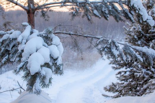 A walk through the winter forest. Snow trees and a cross-country ski trail. Beautiful and unusual roads and forest trails. Beautiful winter landscape.