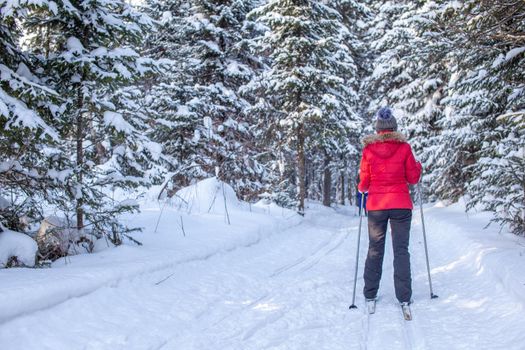 A girl in a red jacket goes skiing in a snowy forest in winter. The view from the back. Snow background with skis between the trees.